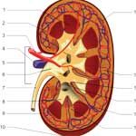 Muscles Feel Tense After Drinking Alcohol Muscles Feel Tense After Drinking Alcohol